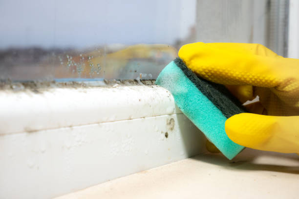 Best Black Mold Remediation in Mont Clare, PA